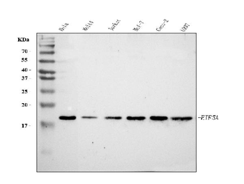 EIF5A Antibody