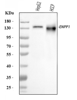 ENPP1/PC1 Antibody