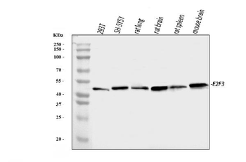 E2F3 Rabbit Polyclonal Antibody