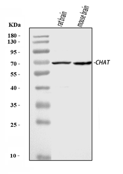 Choline Acetyltransferase/CHAT Rabbit Polyclonal Antibody