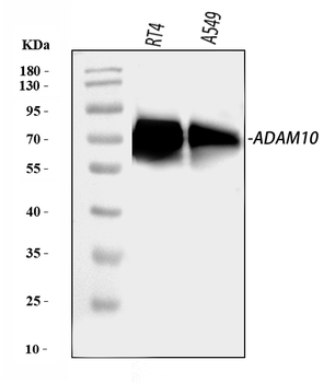 ADAM10 Rabbit Polyclonal Antibody