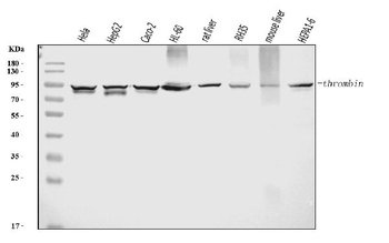 Prothrombin Mouse Monoclonal Antibody