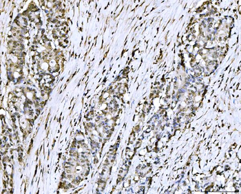 PC4/SUB1 Mouse Monoclonal Antibody