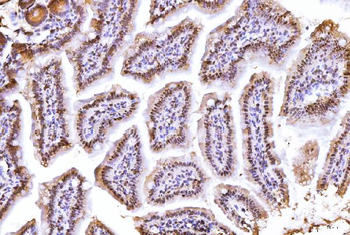 PC4/SUB1 Mouse Monoclonal Antibody