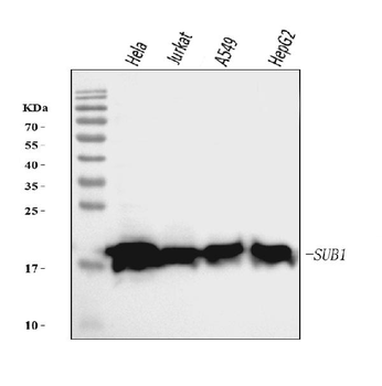 PC4/SUB1 Mouse Monoclonal Antibody