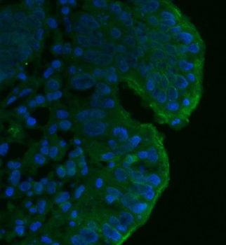 CD55 Mouse Monoclonal Antibody