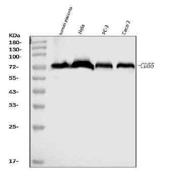 CD55 Mouse Monoclonal Antibody
