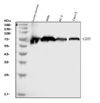 CD55 Mouse Monoclonal Antibody
