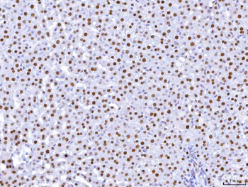 HNF-4-alpha/HNF Mouse Monoclonal Antibody