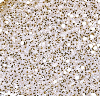 Histone H1.0/H1F0 Antibody (monoclonal, 5I3E6)