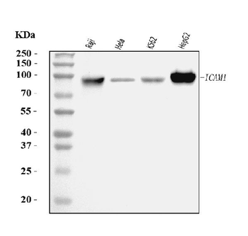 ICAM1 Antibody (monoclonal, 6F2C3)