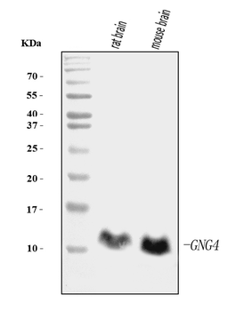 GNG4 Mouse Monoclonal Antibody