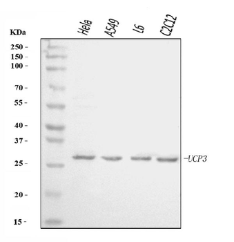 UCP3 Rabbit Polyclonal Antibody