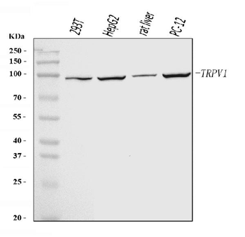 TRPV1 Rabbit Polyclonal Antibody