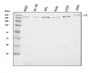 TPR Rabbit Polyclonal Antibody