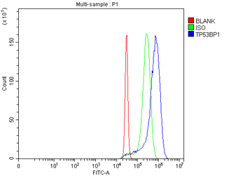 53BP1/TP53BP1 Antibody