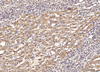 MYD88 Rabbit Polyclonal Antibody