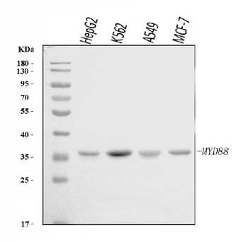 MYD88 Rabbit Polyclonal Antibody