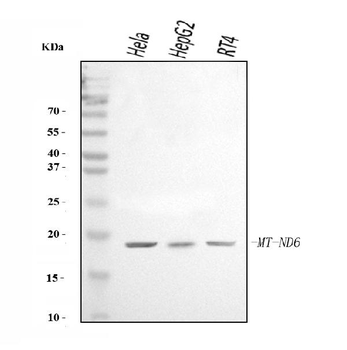 ND6/MT-ND6/MT Rabbit Polyclonal Antibody