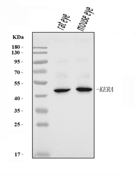 Keratocan/KTN/Kera Rabbit Polyclonal Antibody