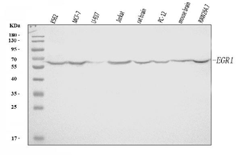 EGR1 Rabbit Polyclonal Antibody