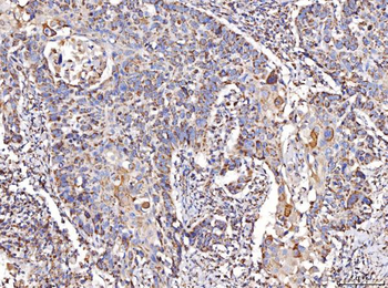 COX IV/COX4I1 Rabbit Polyclonal Antibody