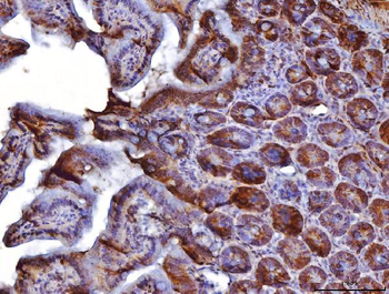 COX IV/COX4I1 Rabbit Polyclonal Antibody