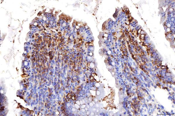 COX IV/COX4I1 Rabbit Polyclonal Antibody