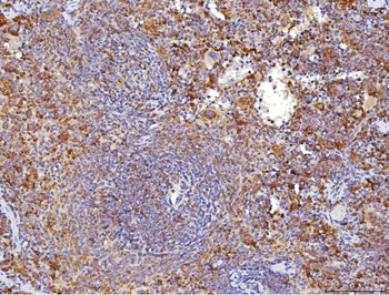 Cd70 Rabbit Polyclonal Antibody