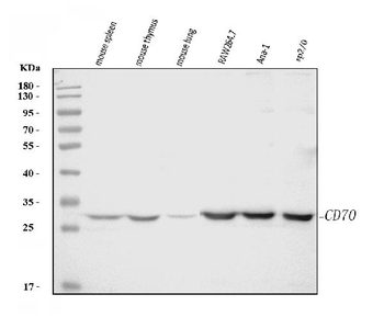 Cd70 Rabbit Polyclonal Antibody