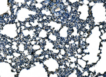 Ccl21a Rabbit Polyclonal Antibody