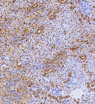 Batf2 Antibody