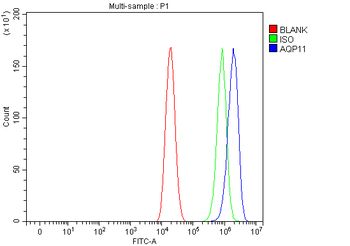 AQP11 Rabbit Polyclonal Antibody