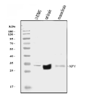Aquaporin 4/AQP4 Antibody