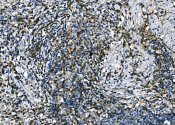 Apelin/APLN Rabbit Polyclonal Antibody