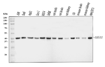 AHA1/AHSA1 Antibody