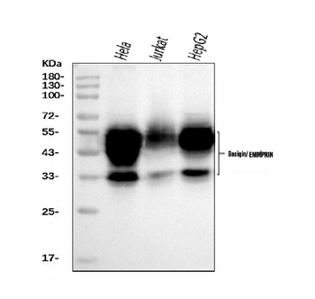 CD147/Emmprin Antibody (monoclonal, 7H5E7)