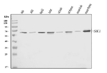 SHC Mouse Monoclonal Antibody