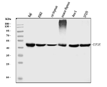 EIF3e Mouse Monoclonal Antibody