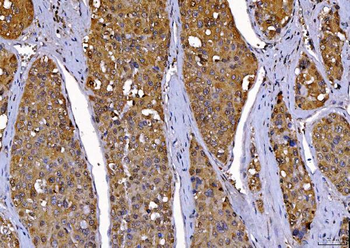 Cdk2 Antibody (monoclonal, 6D5B5)