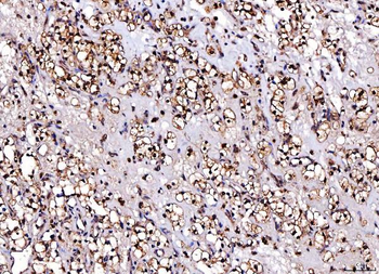 Cdk2 Antibody (monoclonal, 6D5B5)