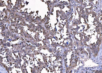 Cdk2 Antibody (monoclonal, 6D5B5)