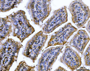 Cdk2 Antibody (monoclonal, 6D5B5)