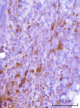 Cdk2 Antibody (monoclonal, 6D5B5)