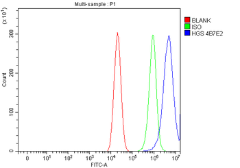 HGS Antibody (monoclonal, 4B7E2)