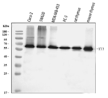YY1 Mouse Monoclonal Antibody