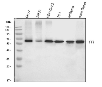 YY1 Mouse Monoclonal Antibody