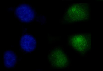 SHP1/PTPN6 Mouse Monoclonal Antibody