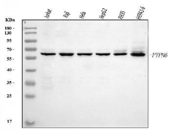 SHP1/PTPN6 Mouse Monoclonal Antibody