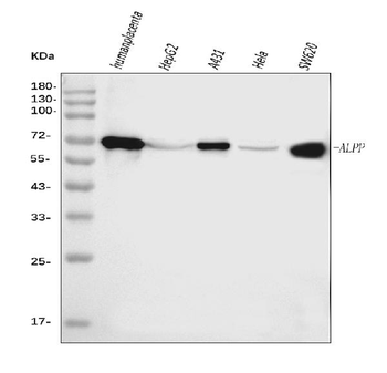 ALPP Antibody (monoclonal, 6C7G3)